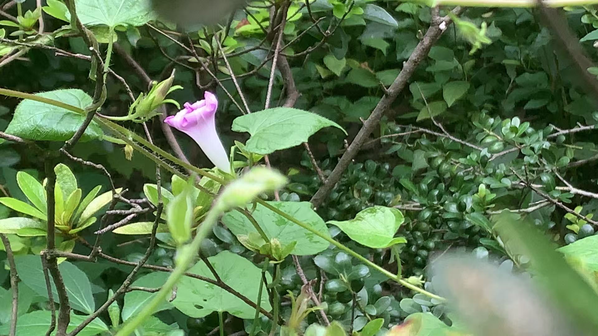 牵牛花