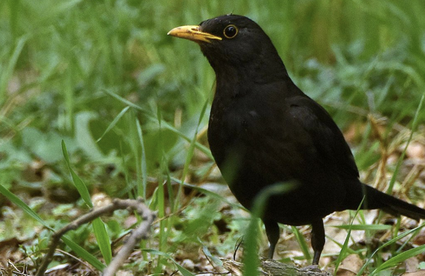乌鸫